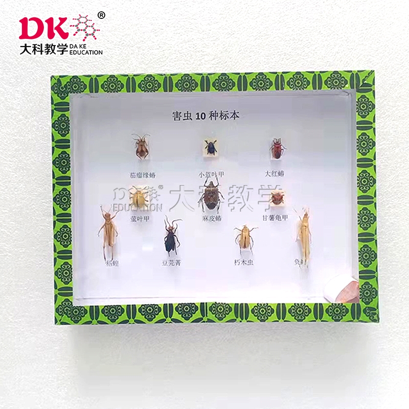 如何制作昆蟲標本